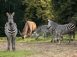 Tierpark Cottbus