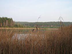 der Luchsee